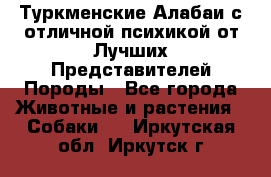 Туркменские Алабаи с отличной психикой от Лучших Представителей Породы - Все города Животные и растения » Собаки   . Иркутская обл.,Иркутск г.